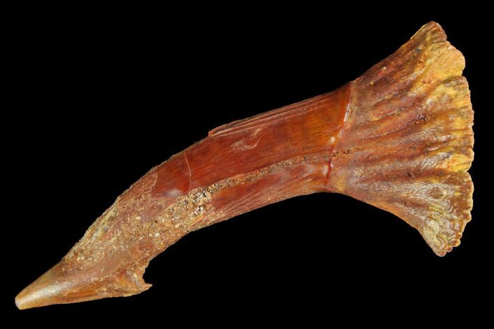 Fossil Sawfish (Onchopristis) Rostral Barb - Morocco #145596